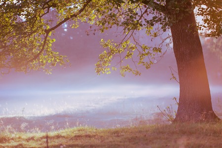 Tree over sunlight in foggy morning