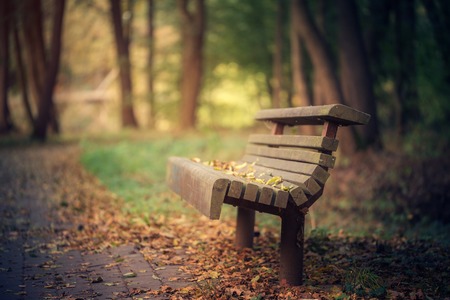 Rustic old bench in park in autumn day. Selective focus on benchの写真素材