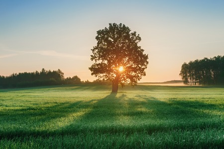 Landscape with alone oak in wheat field during sunriseの写真素材