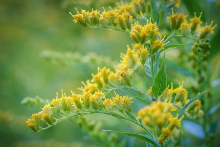 Closeup of Canadian solidago over defocused backgroundの写真素材