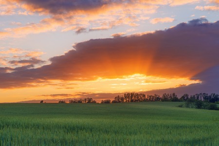 Field of wheat over summer cloudy sunsetの写真素材