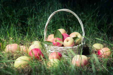 Outdoor still life with fresh apples in white basket over green grass.の写真素材