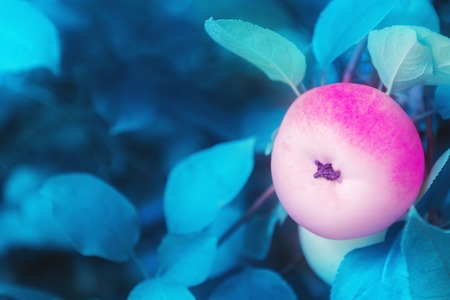 Pink and turquoise color toned image of ripe apple on branch.の写真素材