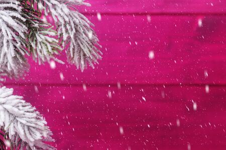 Christmas card with frosty spruce branches over pink snowingの写真素材
