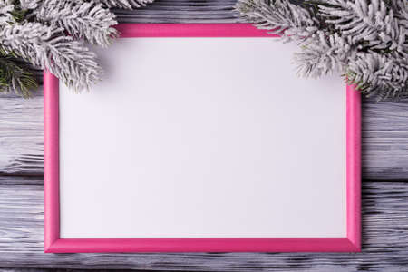Pink frame with blank white background and frosty Christmas tree branches