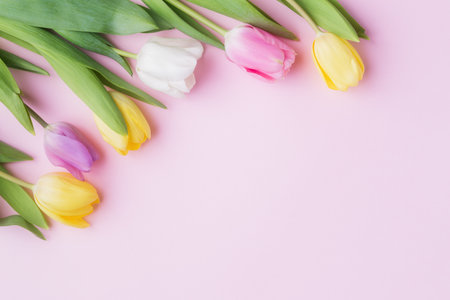 Tulip flowers  on blank pink paper background with copy spaceの写真素材