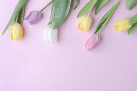 Tulip flowers on blank light pink background with copy spaceの写真素材