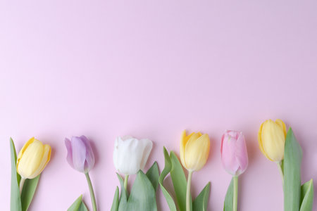 Tulip flowers on blank light violet background with copy spaceの写真素材