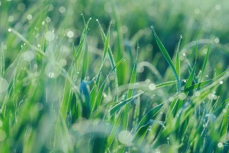 Close up photo of grass with dew. Abstract nature backgroundの写真素材