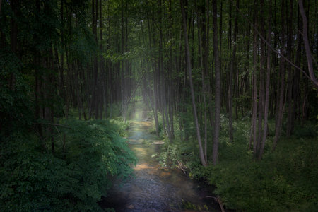 Landscape with river in misty dark forest in summer timeの写真素材