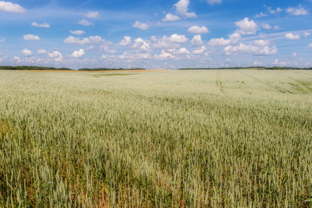 landscape with wheat field in summer dayの写真素材