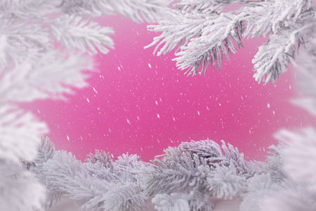 Christmas background with fir tree frosty branches over pink background with copy space. Xmas and New Year greeting conceptの写真素材