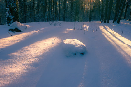 A serene view of the sunrise illuminating a snowy forest, casting long shadows and highlighting the untouched snowの写真素材