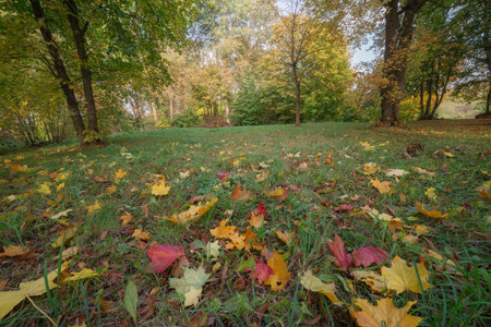 Colorful autumn leaves scattered on a grassy field in a serene park during a sunny afternoonの写真素材