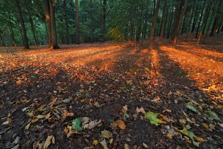 Autumn sunlight filtering through trees casts warm light on a forest floor covered in fallen leaves during a peaceful afternoonの写真素材