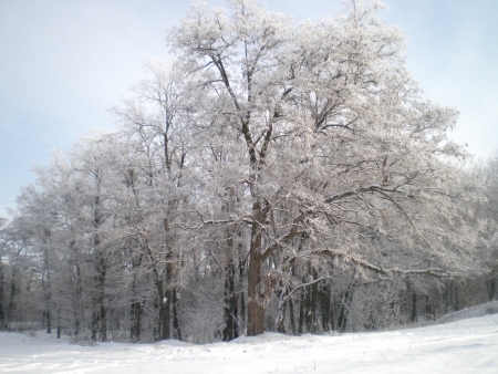 Winter forest December2012 の写真素材