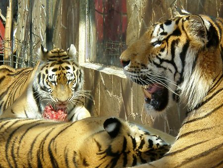 Family that dines tigers in the zoo meatの写真素材