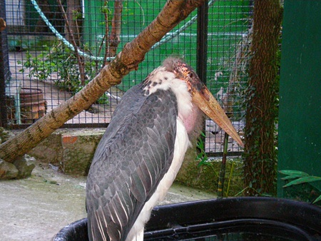 Marabou stork in the Yalta zooの写真素材