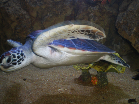 Sea turtle in an aquariumの写真素材