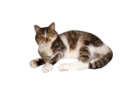 Home tabby cat on a white backgroundの写真素材