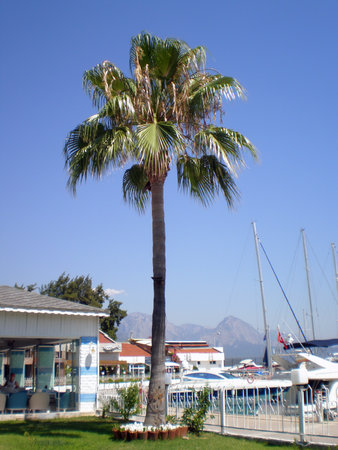 The territory of the yacht club Kemer with a palm and lawnのeditorial素材