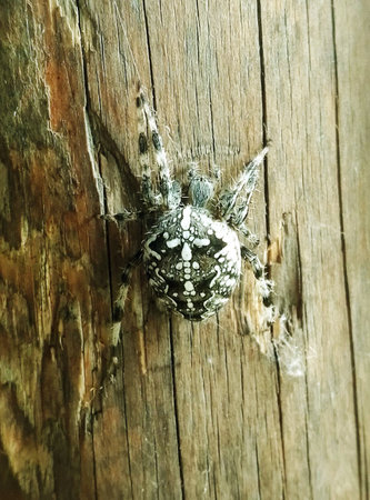 Spider climbing a wooden poleの写真素材