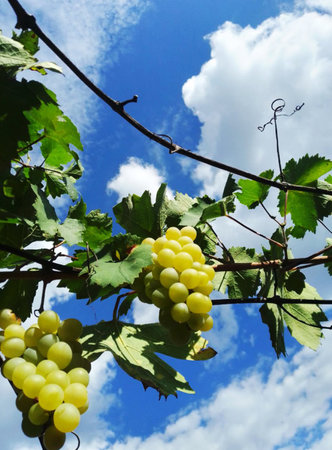 Ripe bunches of grapes against the background of the autumn skyの写真素材