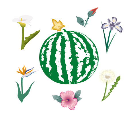 Juicy and fresh watermelon with flowers on white backgroundのイラスト素材