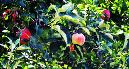 Red sweet apples hanging on branches in autumn gardenの写真素材