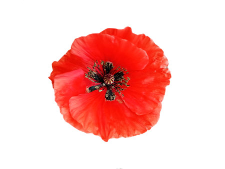 Red poppy flower on white backgroundの写真素材