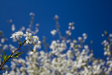 Cherry Orchard in Blossomの写真素材