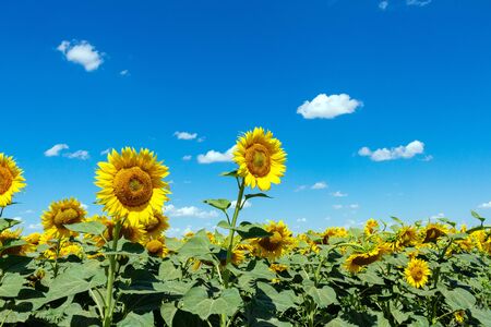 Sunflowers on the blue sky background agriculture farming rural economy agronomy conceptの写真素材