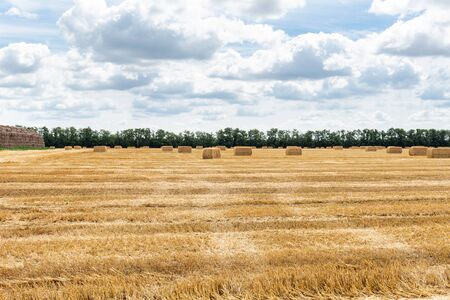 harvested grain cereal wheat barley rye grain field, with haystacks straw bales stakes cubic...