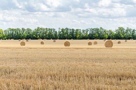 harvested cereal wheat barley rye grain field, with haystacks straw bales stakes round shape on the cloudy blue sky background, agriculture farming rural economy agronomy conceptの写真素材