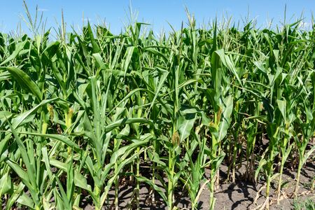 young fresh corn field growing, agriculture farming rural economy agronomy concept