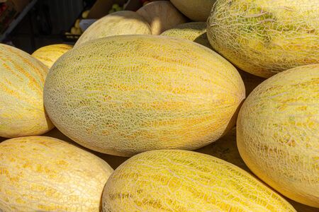 stack pile of melons on the farm market after harvest. Eco farm product.の写真素材
