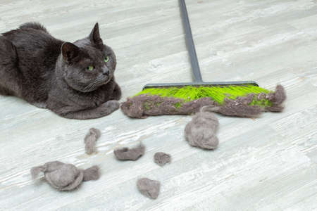 cleaning cat hair, fur with mop, brush and dustpanの写真素材
