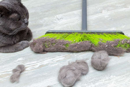 cleaning cat hair, fur with mop, brush and dustpan