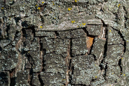 dry tree bark with cracks and moss background close upの写真素材