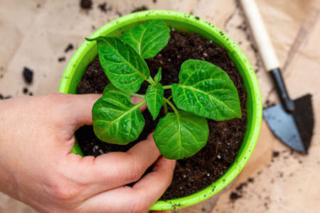 green sprout seedling with leaves in a pot protected with hands