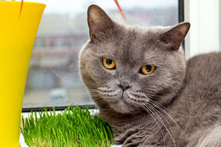 Cat eating grass on the windowsill