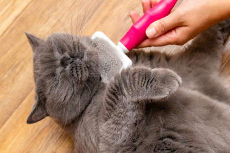 Grooming brushing gray pretty cute cat with a special brush for grooming pets care conceptの写真素材