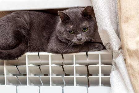 The cat is trying to keep warm on the heating battery. Cooling, Winter, weather forecast concept.
