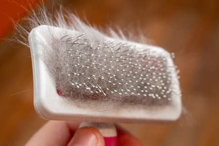 Pet brush with gray fur after grooming pet cat allergy fur concept close up