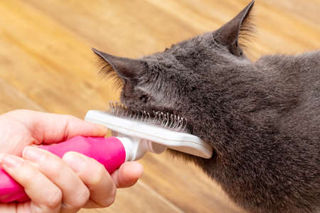 Grooming brushing gray pretty cute cat with a special brush for grooming pets care conceptの写真素材