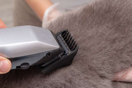 The process of grooming a pet with a hair clipper