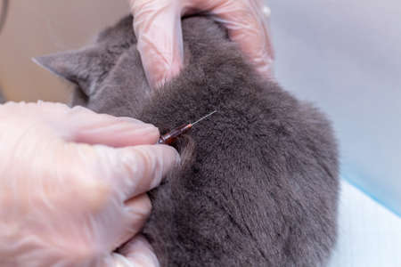 The process of medical veterinary injection of medication vaccine pets cat