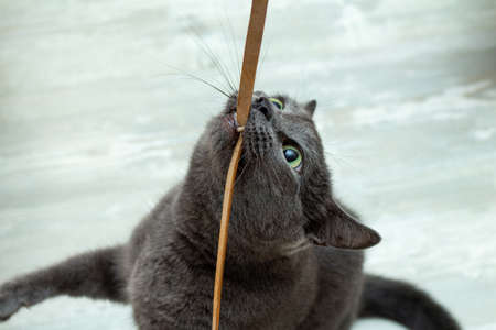 Cute grey cat biting playing leather cord wire very expressive angry playful