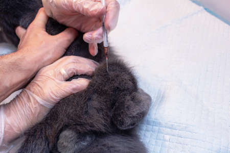 The process of medical veterinary injection of medication vaccine pets catの写真素材