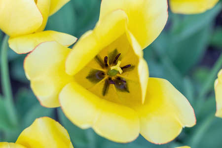 Colorful tulips fresh flowers at a blurry soft focus background close up bokeh